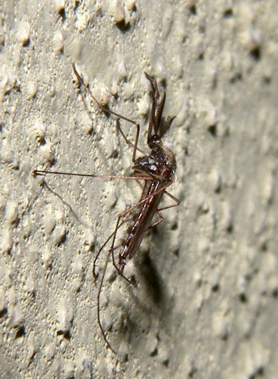 Ochlerotatus geniculatus?
